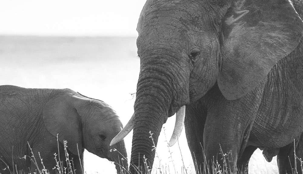 Your Guide to Vegan & Cruelty-Free Beauty | INIKA Organic US | 01